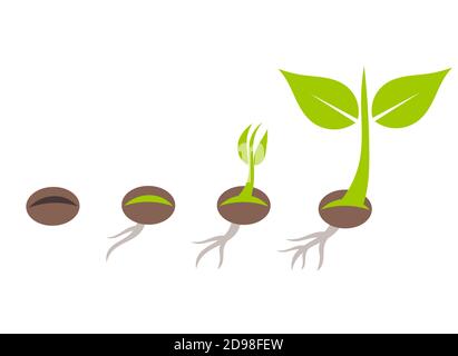 Plant seed germination stages. Vector illustration Stock Vector Image ...