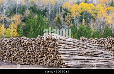 Big pile of lumber piled in forest Stock Photo