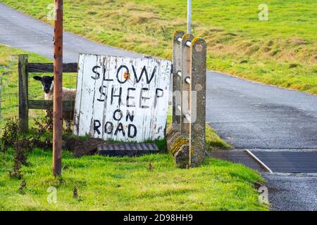 A sheep looks out from behind a hand painted Slow Sheep On Road sign, next to a cattle grid near a farm in Waskerley, County Durham, UK Stock Photo