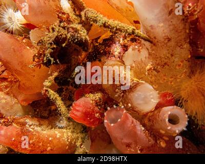 A closeup picture of Ascidiacea, commonly known as the ascidians or sea squirts and a spider crab. Picture from the Weather Islands, Skagerack Sea, western Sweden Stock Photo