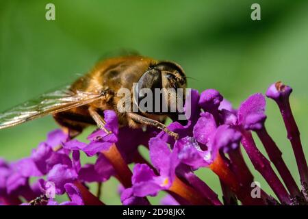 Colourful, Head On, Close-Up, Detailed Image of a Drone Hover Fly (Eristalis tenax) Feeding on a Buddleia Flower on a Sunny Summer’s Day. Stock Photo