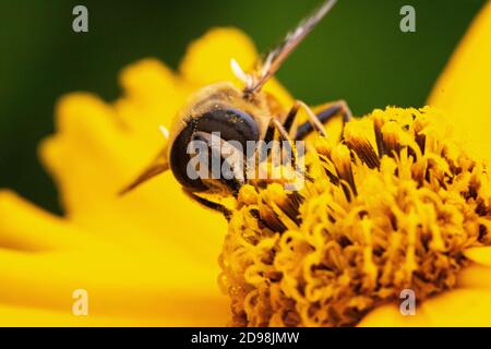 Colourful, Head On, Close-Up, Detailed Image of a Drone Hover Fly (Eristalis tenax) Feeding on a Yellow Garden Flower on a Sunny Summer’s Day. Stock Photo