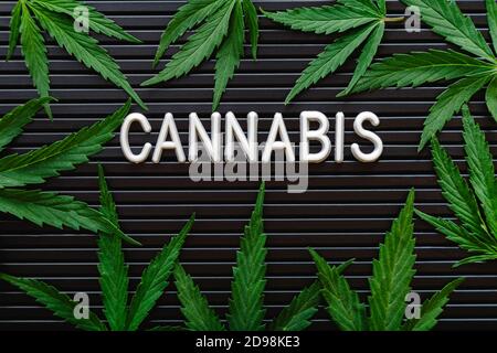 Cannabis text lettering and green hemp leaves frame on black striped background. Medical marijuana plant. Cannabis Sativa. Weed legalize. Stock Photo
