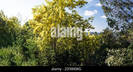 Beautiful yellow mimosa in bloom in the hills near Cannes Stock Photo