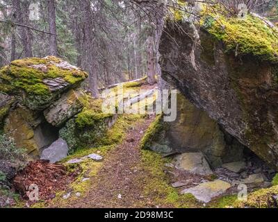 moss covered large rocks in the forest at Jasper National Park, Alberta, Canada Stock Photo