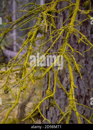bright lime green moss covering a tree limb Stock Photo