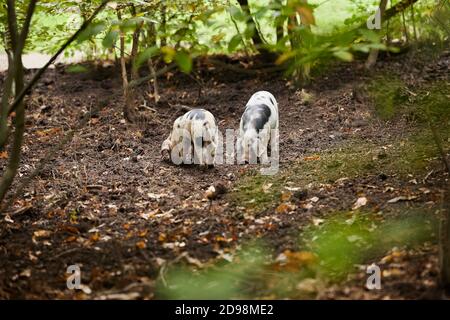 Oxford Sandy And Black Pigs Foraging In Woodland On Farm Stock Photo