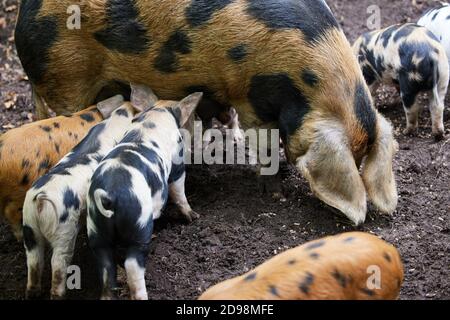 Organic Oxford Sandy And Black Rare Breed Mother Pig Feeding With Piglets On Farm Stock Photo