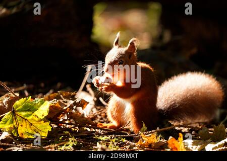 Gorgeous Red Squirrel in the highlands of Scotland Stock Photo