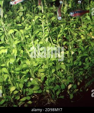 Glossostigma elatinoides (also called glosso) is one of the most popular fast-growing aquarium plants used in the forefront of a tank Stock Photo