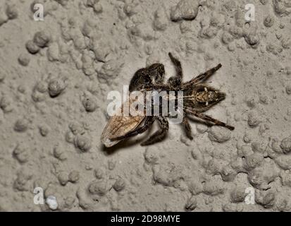 Pantropical Jumping Spider (Plexippus paykulli) eating a leafhopper insect. Commonly found on exterior walls near light sources, found worldwide. Stock Photo