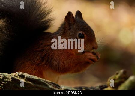Gorgeous Red Squirrel in the highlands of Scotland Stock Photo