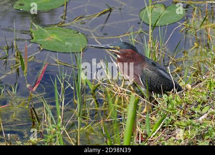 Green Heron (Butorides virescens) adult at waters edge  Everglades NP, Florida          February Stock Photo