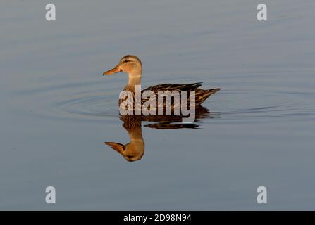 Mottled Duck (Anas fulvigula) adult female on water with reflection  Sanibel Island, Florida             February Stock Photo