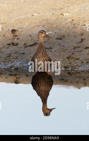 Mottled Duck (Anas fulvigula) female standing at waters edge with reflection  Sanibel Island, Florida           February Stock Photo