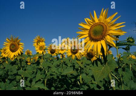Sunflowers ,Italy,Marche Stock Photo