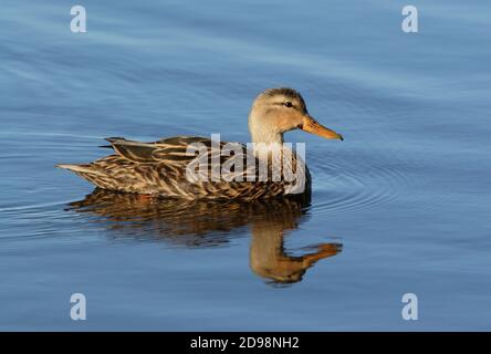 Mottled Duck (Anas fulvigula) adult female on water  Sanibel Island, Florida             February Stock Photo