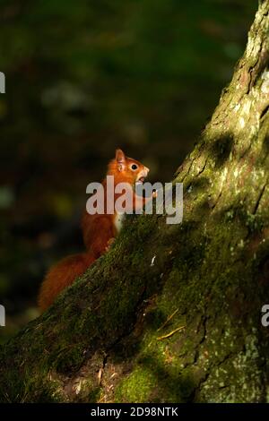 Gorgeous Red Squirrel in the highlands of Scotland Stock Photo