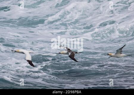 Three Northern Gannet (Morus bassanus) in flight over a rough sea off Pendeen, Cornwall, England, UK. (left to right: full adult, 2nd year immature an Stock Photo