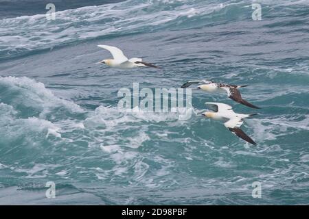 Three Northern Gannet (Morus bassanus) in flight over a rough sea off Pendeen, Cornwall, England, UK. (2nd year immature, 4th year immature and full a Stock Photo