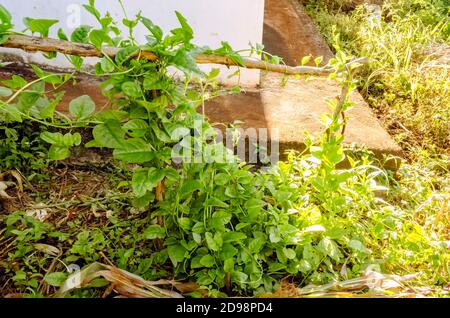 At the side of a house a patch of spinach with broad leaves is running up the side of a piece of wood towarards a cross bar. Stock Photo