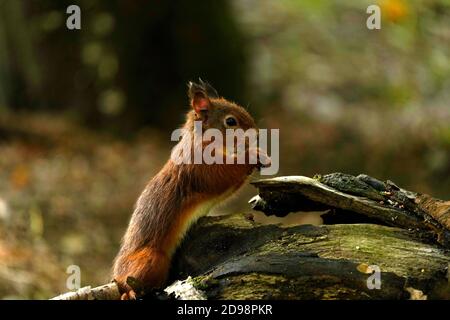 Gorgeous Red Squirrel in the highlands of Scotland Stock Photo