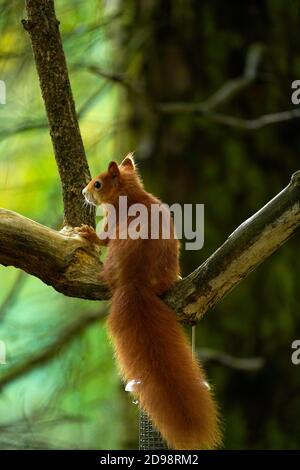 Gorgeous Red Squirrel in the highlands of Scotland Stock Photo
