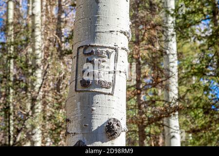 Old carving in the trunk of a birch tree in Dunton, Colorado Stock Photo
