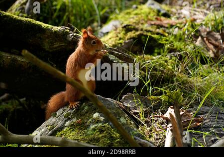 Gorgeous Red Squirrel in the highlands of Scotland Stock Photo