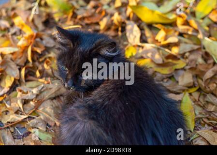 small black street kitten sick with rhinitis, sitting on yellow autumn leaves. Rhinitis in cats, viral and allergic diseases in animals in the autumn Stock Photo