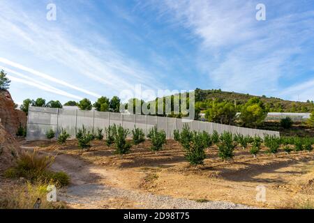 Field of cultivation of oranges, trees with many fruits at full maturity. Cultivation concept Stock Photo