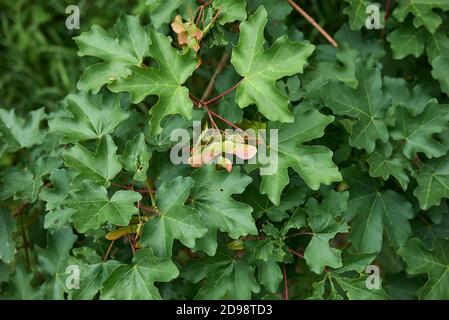 Acer campestre branch with fruit Stock Photo