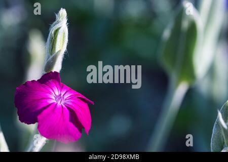 Rose campion single bright pink magenta flower close up against cool coloured blurred background with plants silver and grey wooly leaves and stems Stock Photo