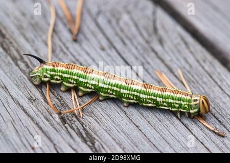 Pine hawk moth caterpillar macro  on a wooden surface Stock Photo