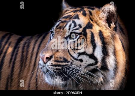 Male Sumatran tiger (profile) Stock Photo