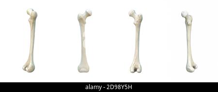 Right human femur bone, set, white background, bones, 3d rendering Stock Photo