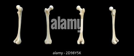 Right human femur bone, set, black background, bones, 3d rendering Stock Photo
