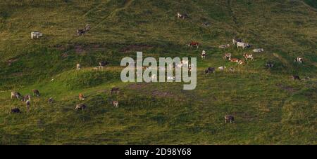 Cows graze on a hillside at sunset in the Dolomites, Italy, Europe. Stock Photo
