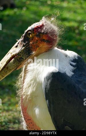 Marabou stork, Marabu, Marabout d'Afrique, Leptoptilos crumeniferus, afrikai marabu Stock Photo