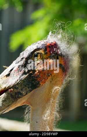 Marabou stork, Marabu, Marabout d'Afrique, Leptoptilos crumeniferus, afrikai marabu Stock Photo