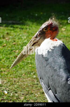 Marabou stork, Marabu, Marabout d'Afrique, Leptoptilos crumeniferus, afrikai marabu Stock Photo