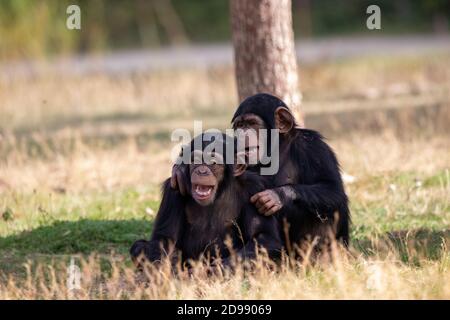Two monkeys sitting and having fun Stock Photo