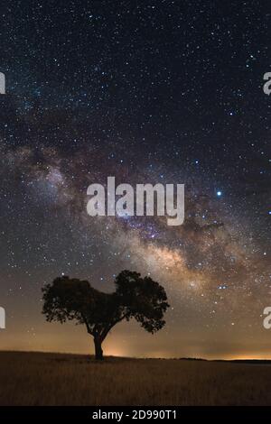Starry Night - Lonely Tree With Milky Way Stock Photo - Alamy