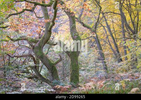 Twisted ancient oak trees in a woodland in Autumn time, with golden leaves and bright green moss on the tree trunks and branches. Stock Photo