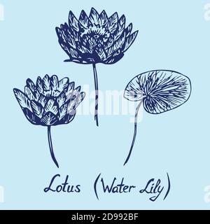 Lotus (Water Lily) flowers and leaves set, with inscription, hand drawn doodle, sketch, isolated illustration (blue line) Stock Photo