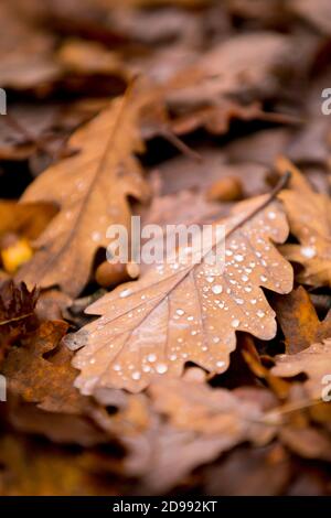 Close up photograph of fallen oak leaves and acorns with rain drops on the woodland floor in Autumn in Northumberland, North East England. Stock Photo