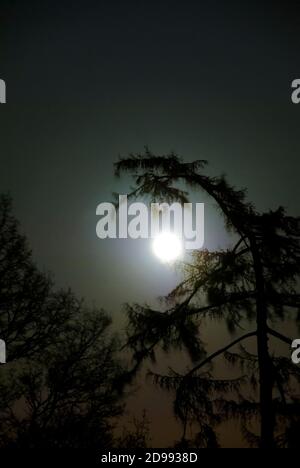Full moon with trees bending over and around Stock Photo - Alamy