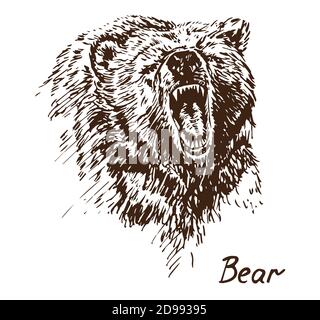 Bear growling, open its jaws, isolated, outline simple doodle drawing in gravure style with inscription Stock Photo