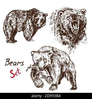 Bears set isolated, outline simple doodle drawing in gravure style with inscription Stock Photo