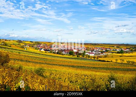 Vineyards in autumn near Ungstein Palatinate region Stock Photo